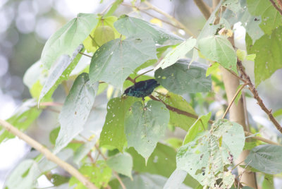 Beryl-spangled Tanager