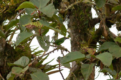 Emerald Toucanet (Andean)