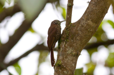 Montane Woodcreeper