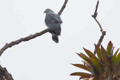 Hook-billed Kite (Hook-billed)