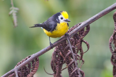 Golden-fronted Redstart