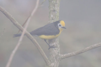 Golden-fronted Redstart