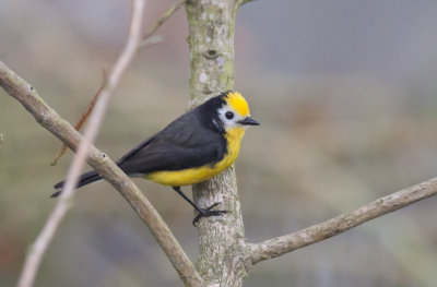 Golden-fronted Redstart