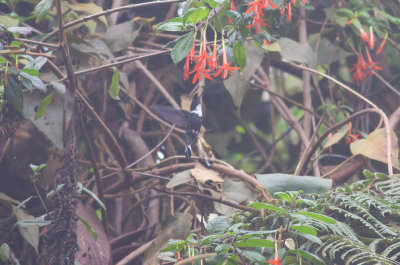 Collared Inca (Collared)