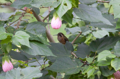 Speckled Hummingbird