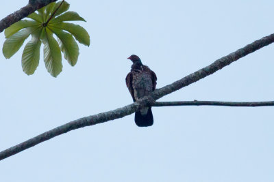 Scaled Pigeon