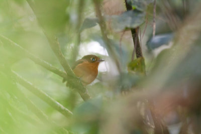 Rusty-breasted Antpitta (Rusty-breasted)
