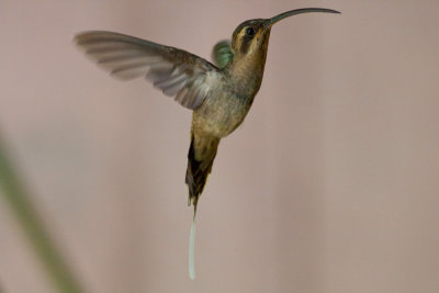 Long-billed Hermit (Central American)