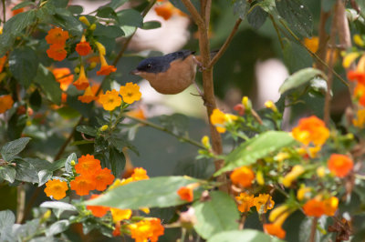 Rusty Flowerpiercer