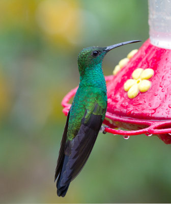 White-vented Plumeleteer (white-vented)