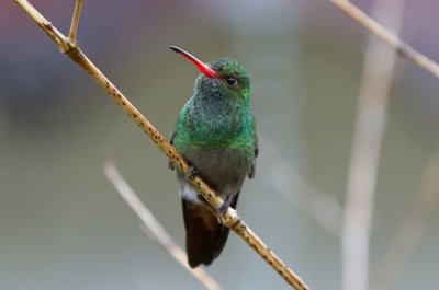 Rufous-tailed Hummingbird (Rufous-tailed)