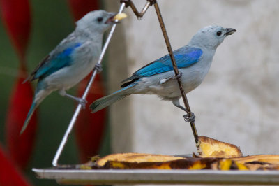 Blue-gray Tanagers