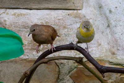 Ruddy Ground-Dove & Saffron Finch