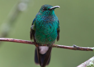 White-vented Plumeleteer (white-vented)