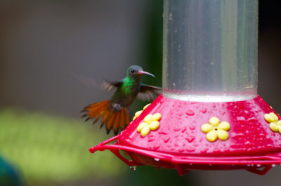 Rufous-tailed Hummingbird (Rufous-tailed)