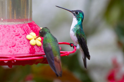 Andean Emerald & Rufous-tailed Hummingbird