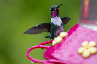 White-bellied Woodstar