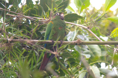 Santa Marta Parakeet