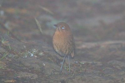 Rufous Antpitta (Santa Marta)