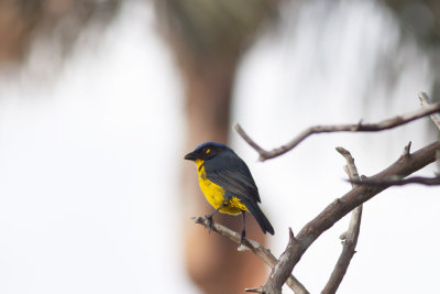 Black-cheeked (Santa Marta) Mountain-Tanager