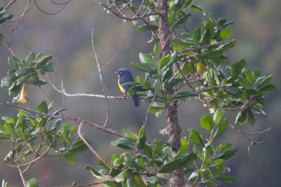 Black-cheeked (Santa Marta) Mountain-Tanager