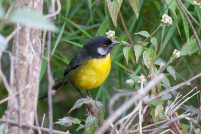 Santa Marta Brushfinch