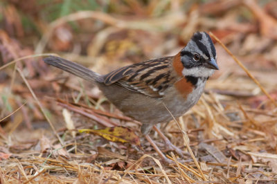 Rufous-collared Sparrow