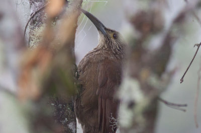 Strong-billed Woodcreeper (Andean/Northern)