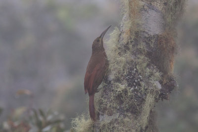 Strong-billed Woodcreeper (Andean/Northern)