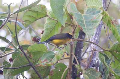 Yellow-crowned Redstart