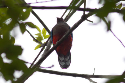 White-tipped Quetzal