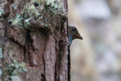 White-tipped Quetzal