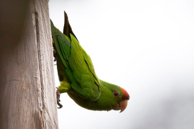 Scarlet-fronted Parakeet.