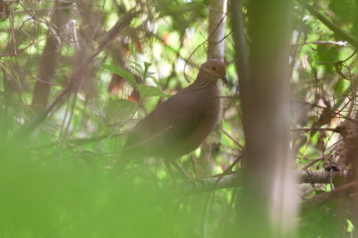 Lined Quail-Dove