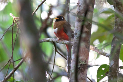 Masked Trogon 