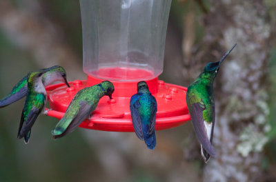 White-tailed Starfrontlet, Green Violetear & Violet-crowned Woodnymphs