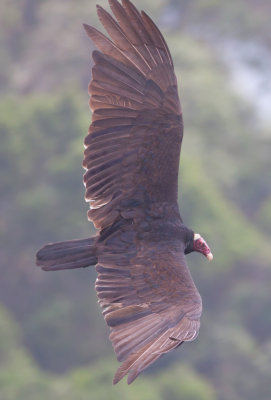 Turkey Vulture (Tropical)
