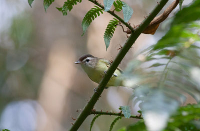 Brown-capped Vireo