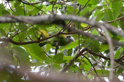 Groove-billed Toucanet (Yellow-billed)