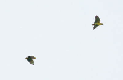 Scaly-naped Parrots