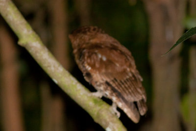 Santa Marta Screech-Owl