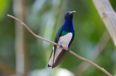 White-necked Jacobin