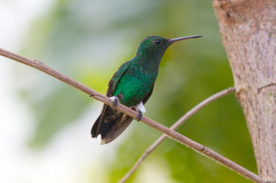 Steely-vented Hummingbird