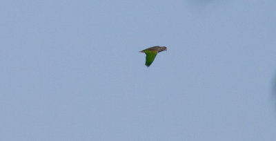 Red-billed Parrot