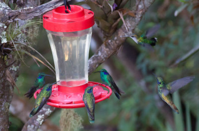 Green Violetears & Violet-crowned Woodnymph