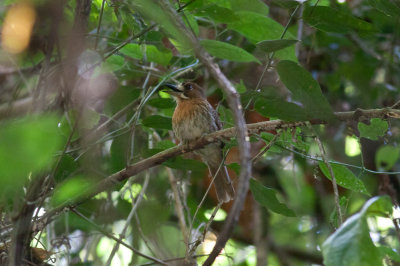 Moustached Puffbird