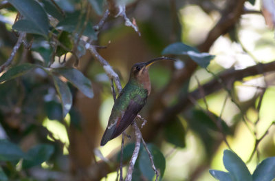 Rufous-breasted Hermit