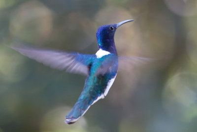 White-necked Jacobin
