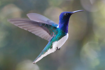 White-necked Jacobin