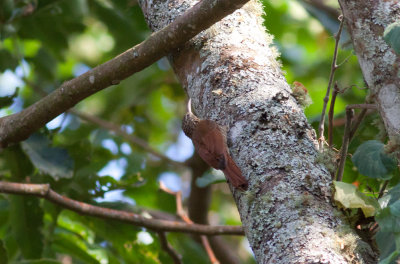Streak-headed Woodcreeper